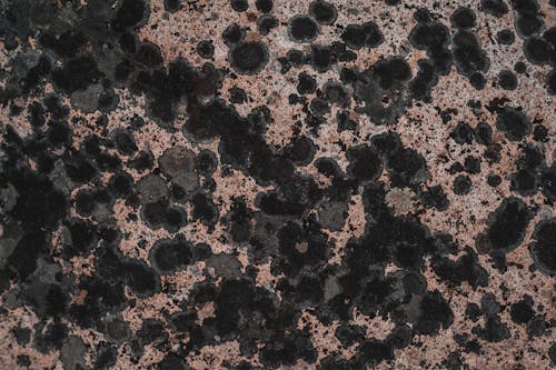 Rough Spotted Surface 