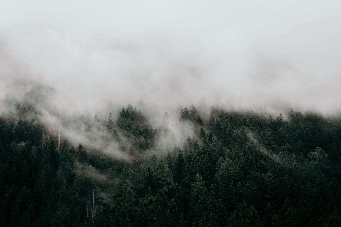 Aerial Photography of Pine Trees