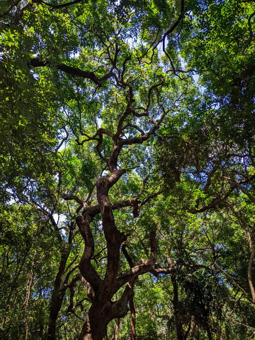 Free Vibrant trees and foliage create a serene forest scenery in Kurnool, Andhra Pradesh, India. Stock Photo