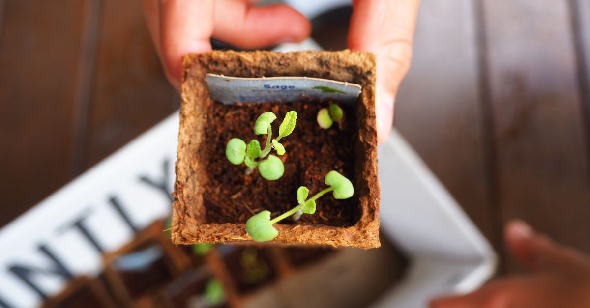 close-up of hands holding a small seedling in rich soil, representing growth and obedience