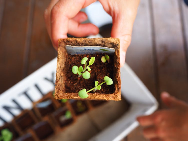 Hand Holding Small Plant In Box