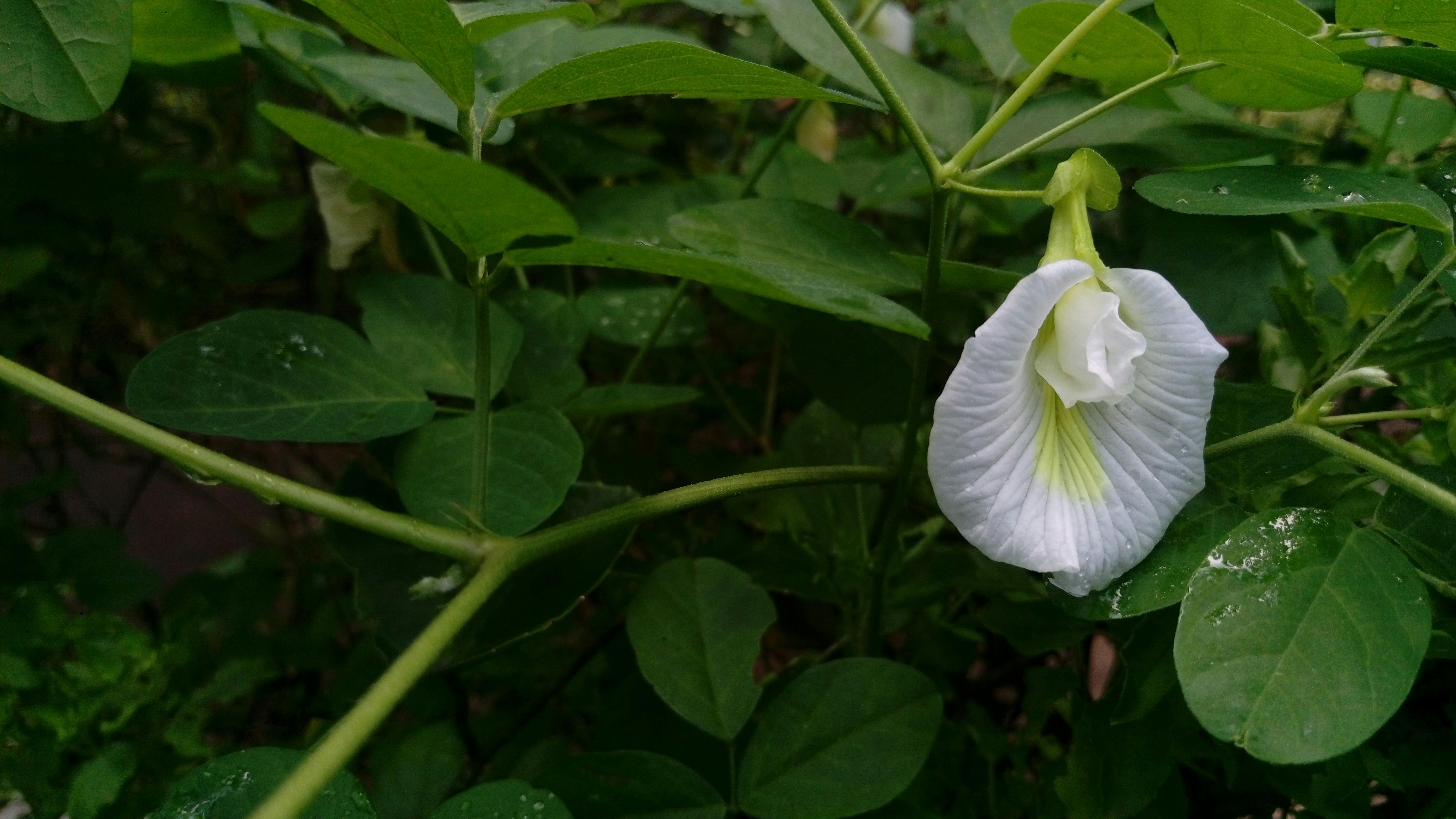 クリトリア テルナテア サンフプシュパムの花の無料の写真素材