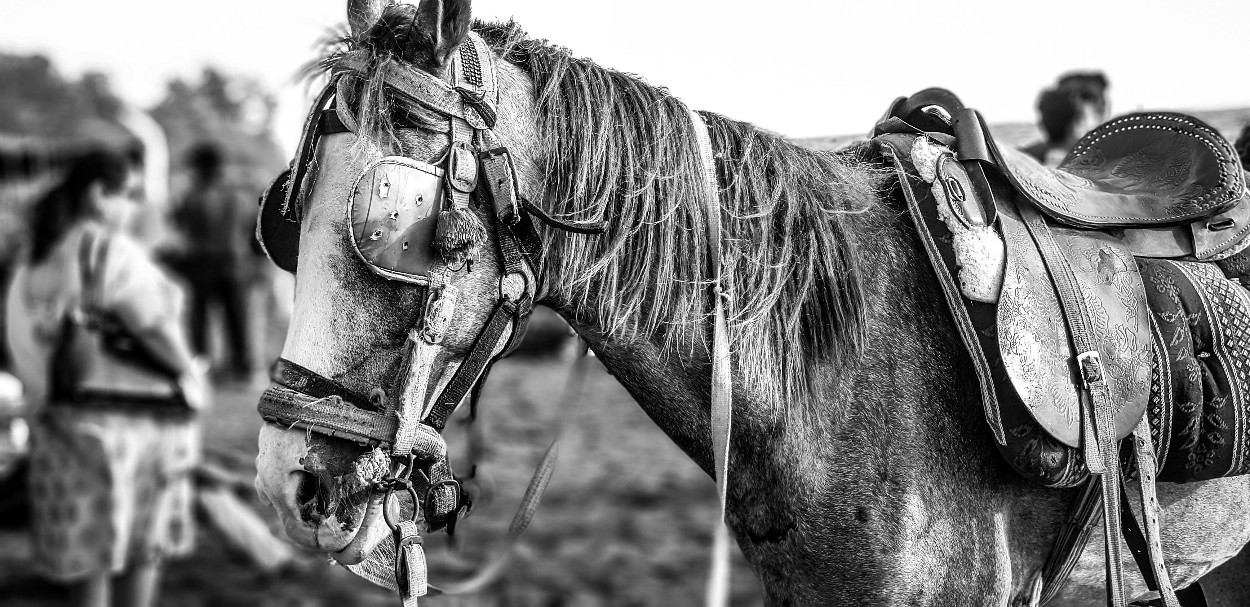 Free stock photo of animal, black and white, horse