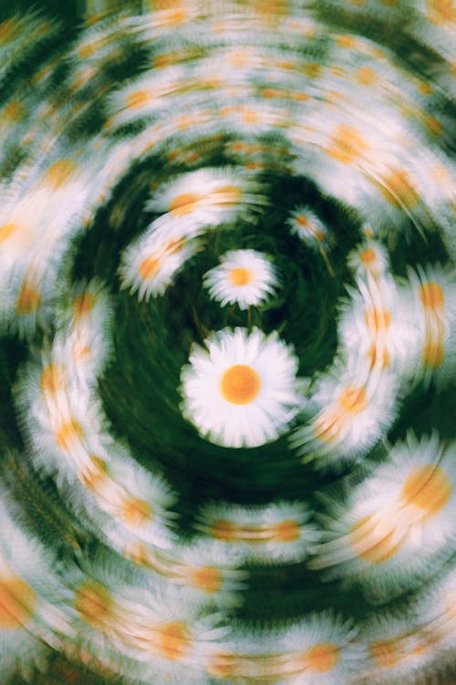 Chamomile Flowers in Blur Motion Circle