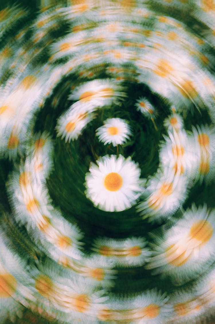 Chamomile Flowers In Blur Motion Circle