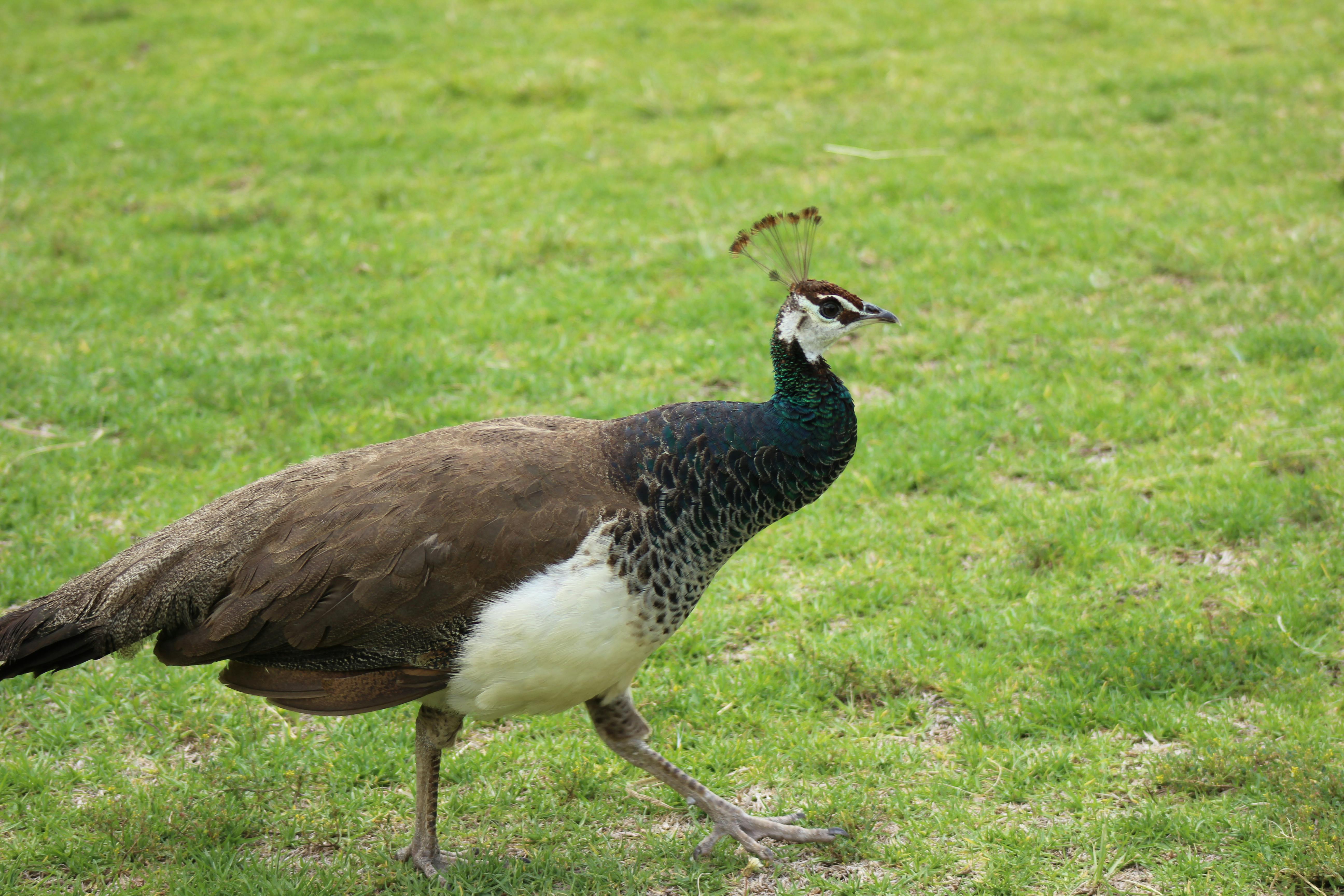 free-stock-photo-of-female-peacock