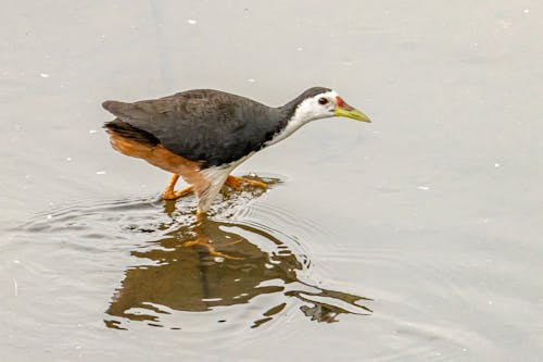 คลังภาพถ่ายฟรี ของ amaurornis phoenicurus, การถ่ายภาพสัตว์, นก