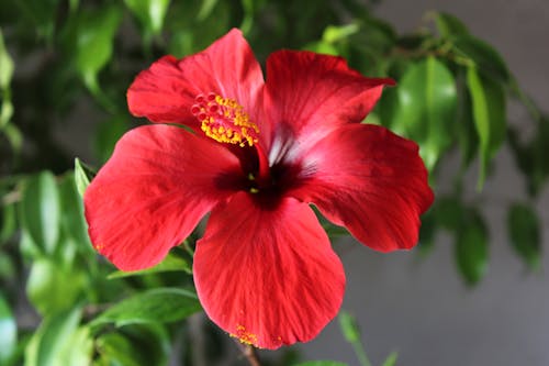 Photos gratuites de fermer, fleur rouge, Hibiscus