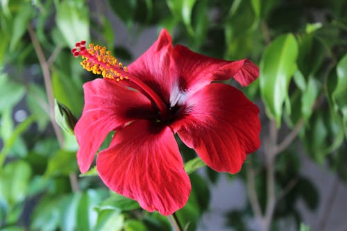 Foto d'estoc gratuïta de bonic, color, flor vermella