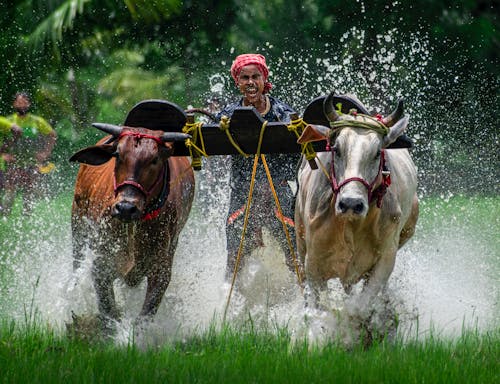 Oxen Running in a Rice Paddy