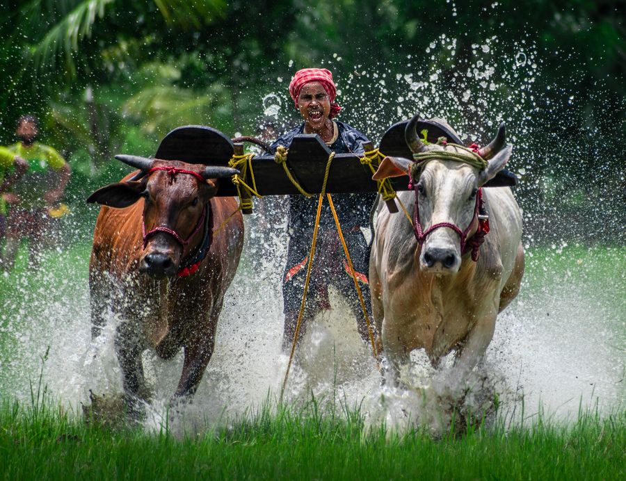 A farmer plowing a rice paddy with oxen in India
