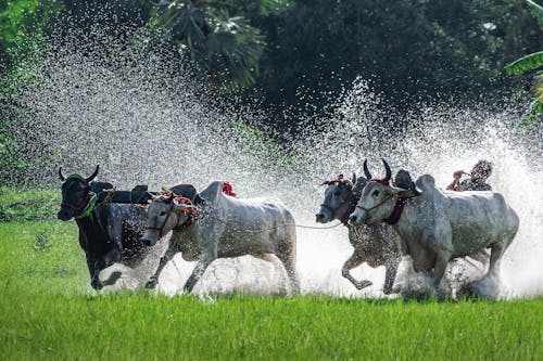Oxen Running in a Farmland
