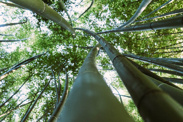 Forest Of Bamboo Trees