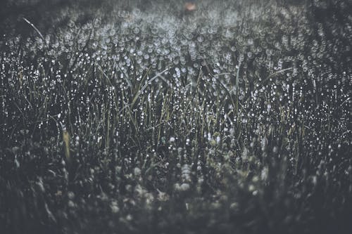 잔디에 물 이슬의 회색조 사진