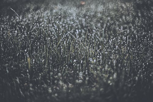 Grijswaardenfotografie Van Waterdauw Op Gras