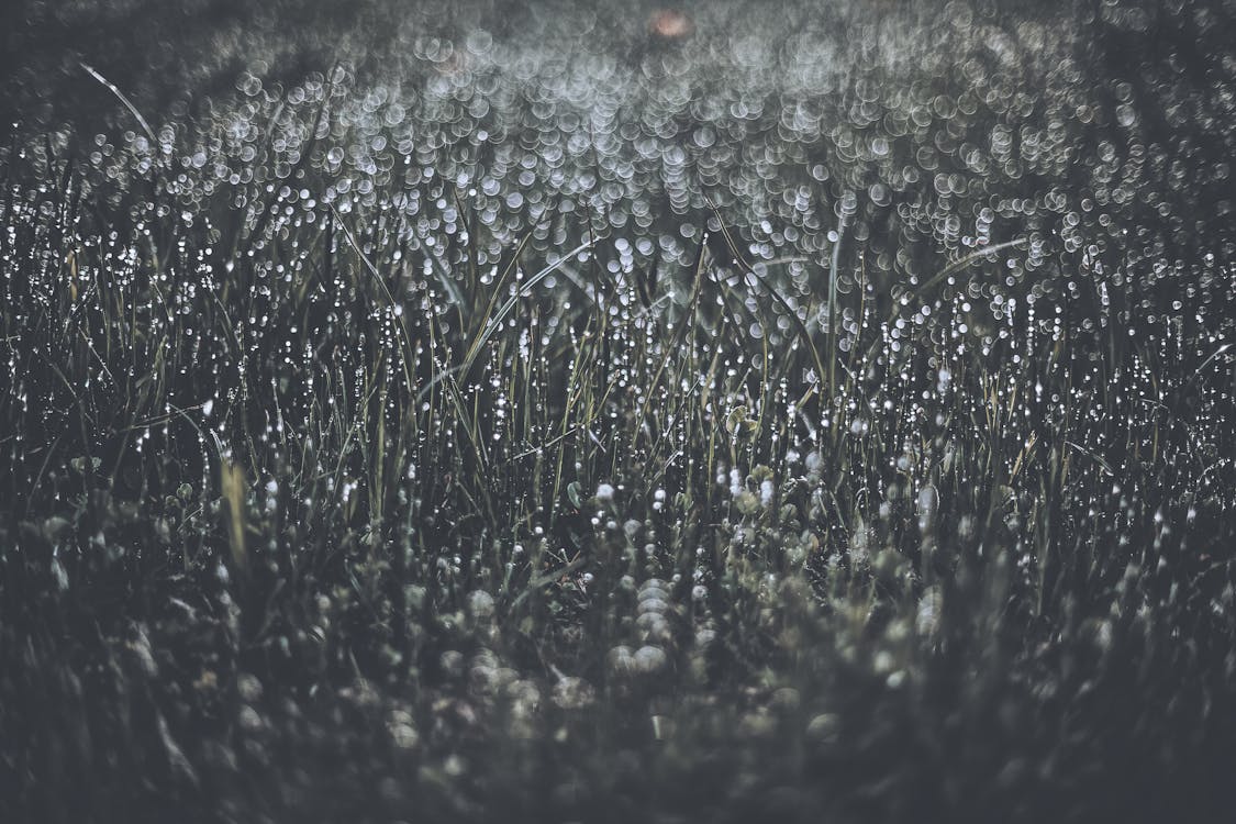 草地上的水露的灰度摄影