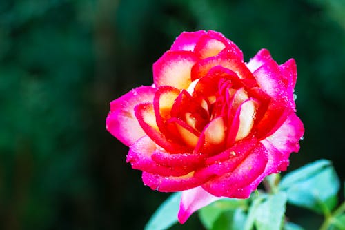 A Pink Rose in Full Bloom