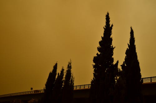 Gratis stockfoto met bomen, dageraad, gouden uur Stockfoto