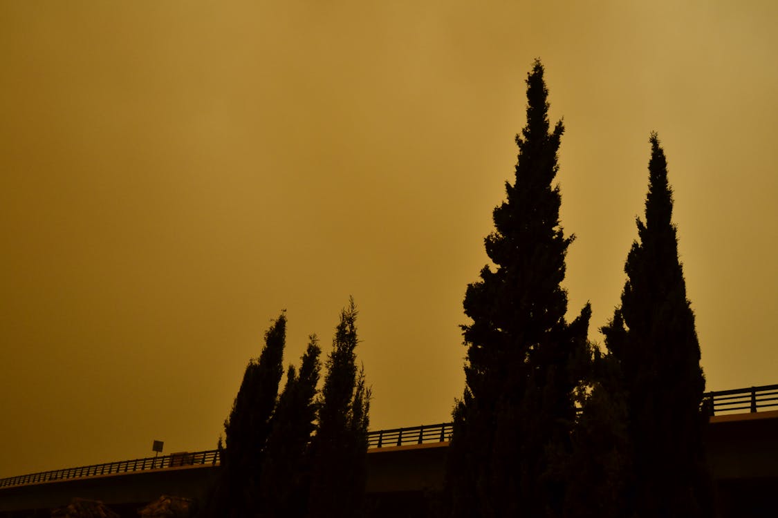 Silhouette of Trees during Sunset