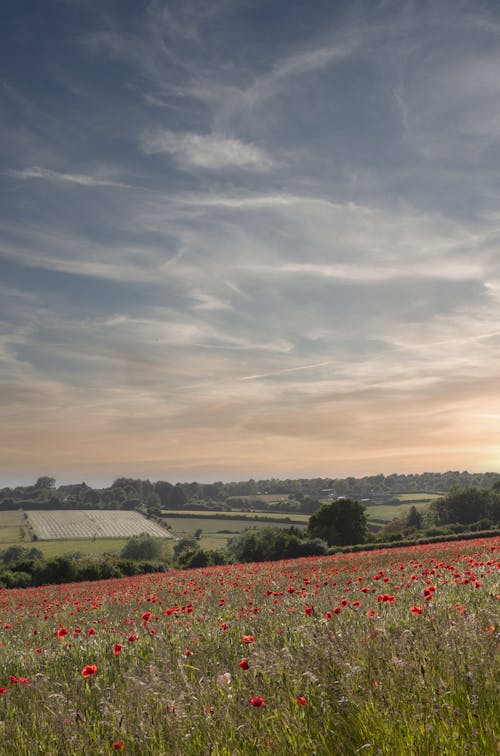 Meadow of Poppies at Sunset