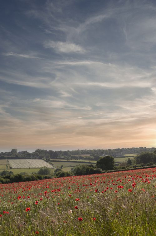 Poppy field at sunset — Christopher Parker on Pexels