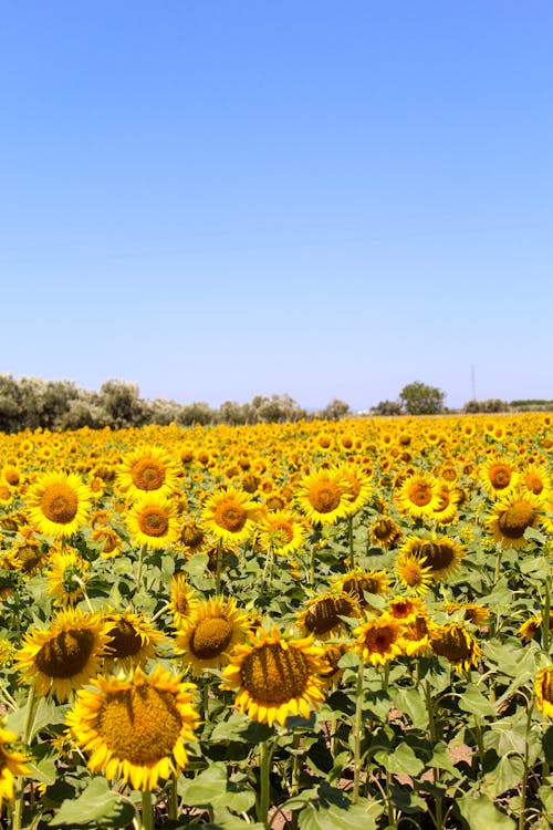 Fotos de stock gratuitas de campo de flores, cielo azul, flora