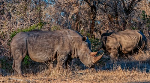 bezplatná Základová fotografie zdarma na téma nosorožec, velký pět, zvířata ve volné přírodě Základová fotografie