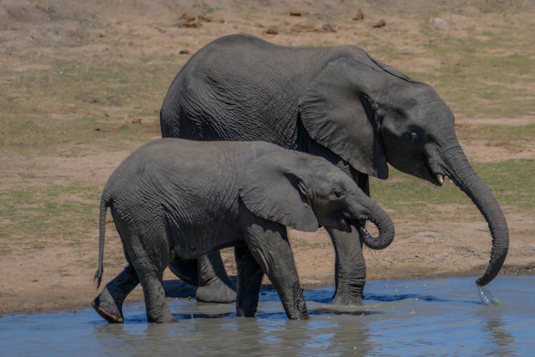 Two African Elephants In Safari