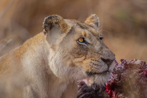 Free A lioness closely captured while feeding, showcasing its natural habitat in South Africa. Stock Photo