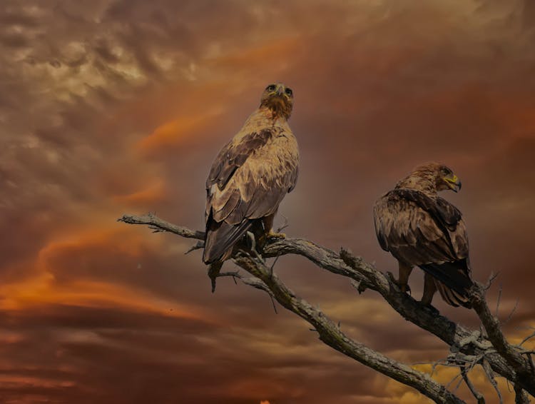 Close-Up Shot Of Two Golden Eagles Perched On Tree Branch