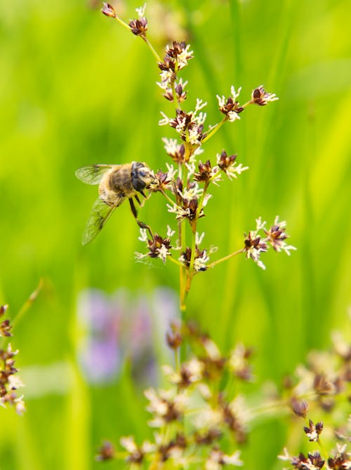 Honey Bee Perched on Flower