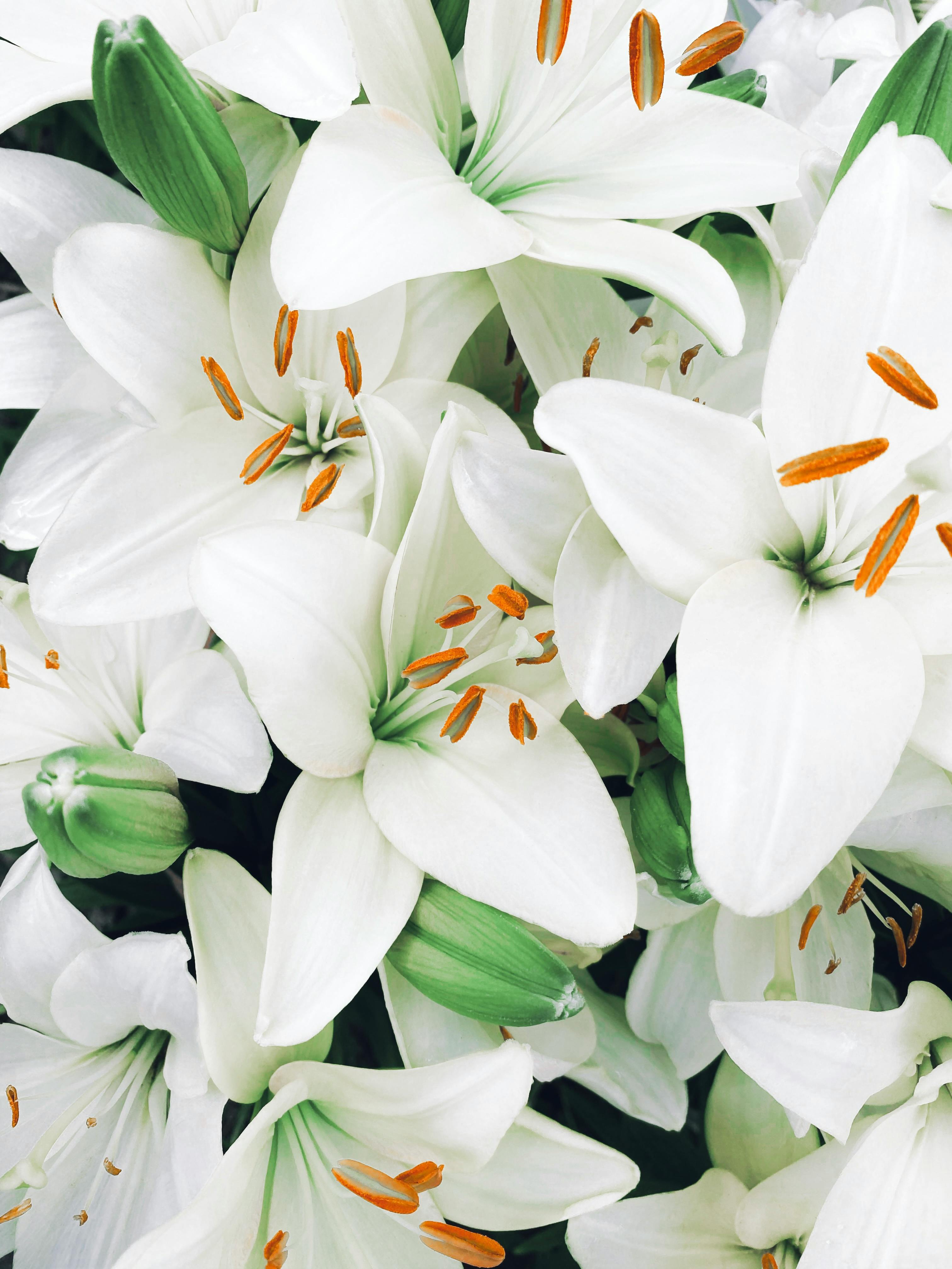 Vibrant close-up of white lilies in full bloom with visible orange stamens.