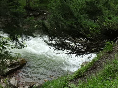 Безкоштовне стокове фото на тему «дерева в річці, зелені дерева, могутня річка»