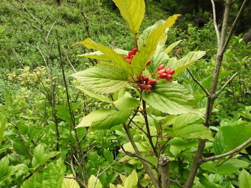 Бесплатное стоковое фото с зеленые листья, красный фрукт, красный цвет