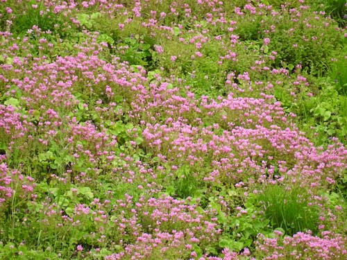 Foto profissional grátis de buquê de flores, flores cor-de-rosa