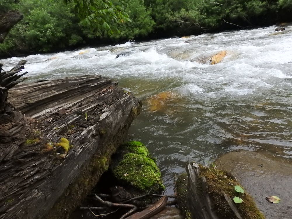 Foto stok gratis kayu, sungai