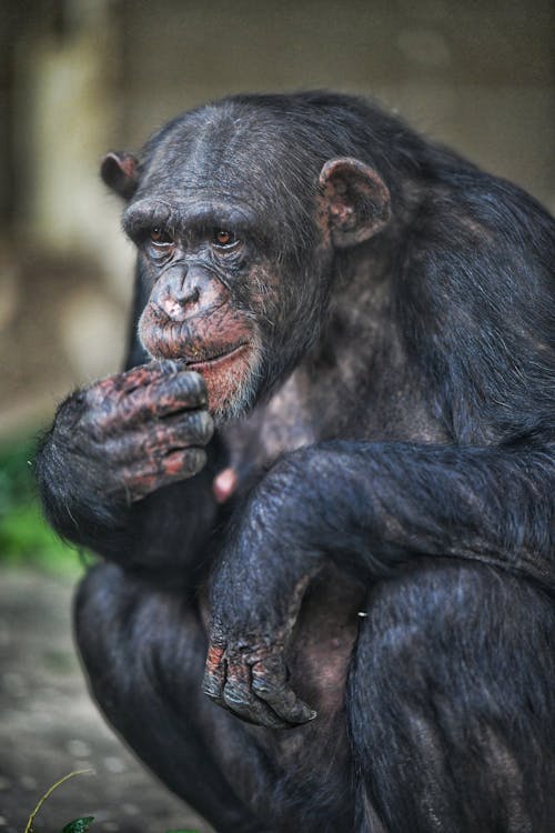 Gratuit Photos gratuites de animal, chevelu, chimpanzé Photos