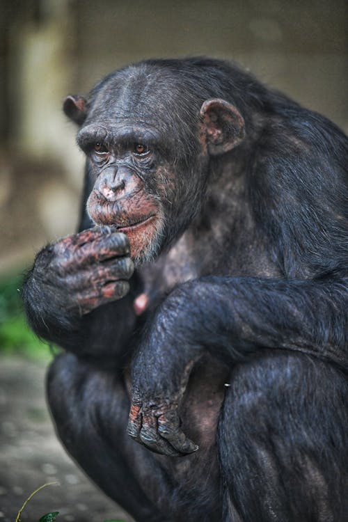 Fotos de stock gratuitas de animal, chimpancé, fauna