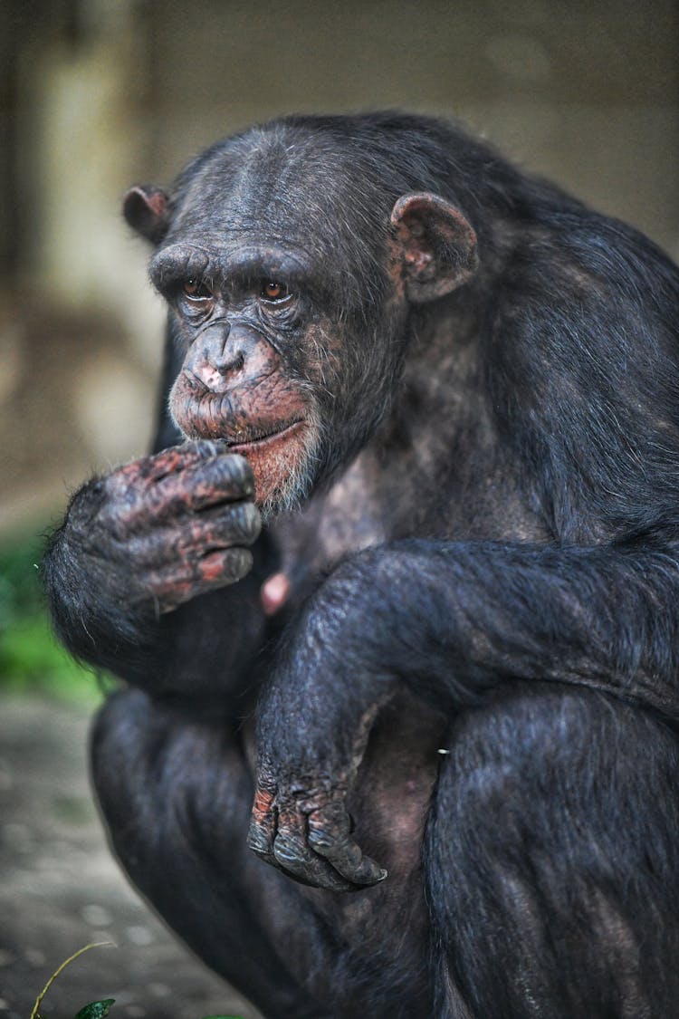 Photograph Of A Chimpanzee