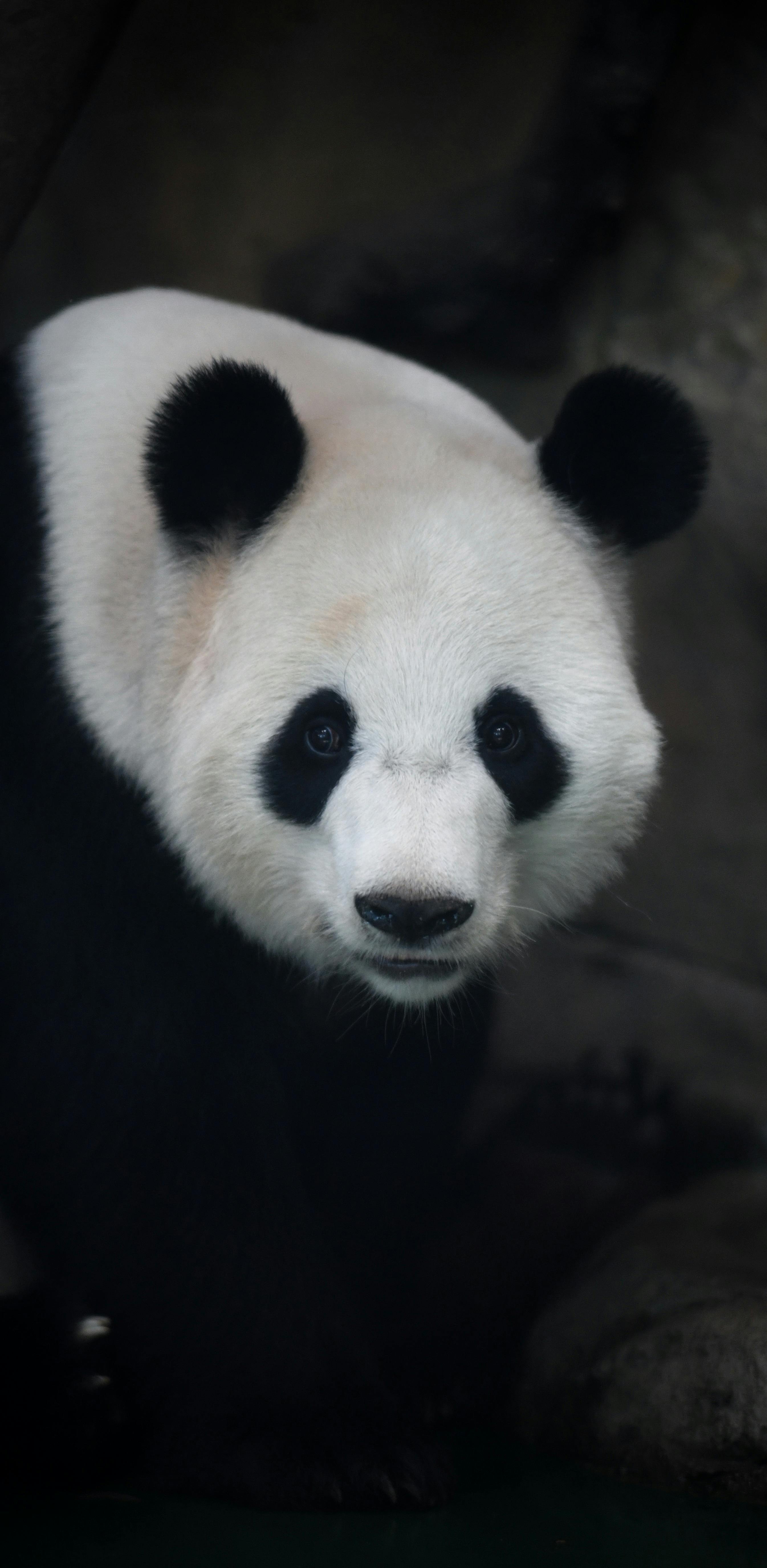 144+ Thousand Cute Panda Royalty-Free Images, Stock Photos