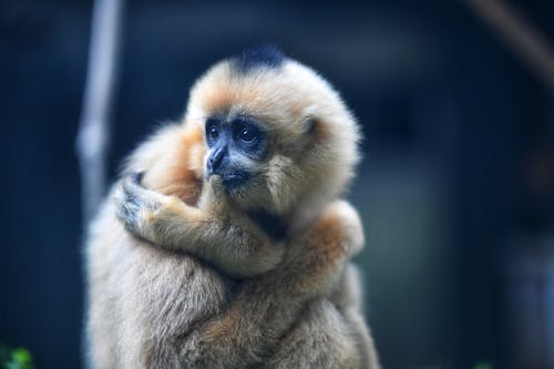 Close-Up Shot of Gibbon
