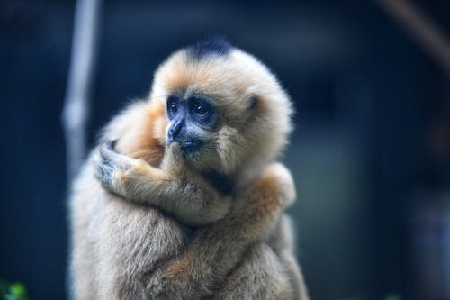 Fotobanka s bezplatnými fotkami na tému cicavec, gibbon, hĺbka ostrosti