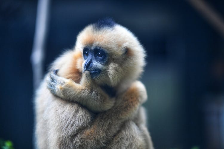 Close-Up Shot Of Gibbon