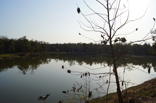 Fotos de stock gratuitas de agua, jungla, lado del lago