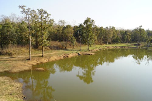 Fotos de stock gratuitas de aguas tranquilas, arboles, césped