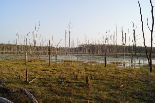 Free A tranquil scene of bare trees in a marshy swamp under a clear sky. Stock Photo