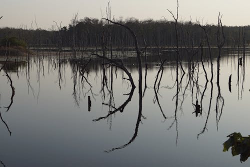 물, 반사, 벌거 벗은 나무의 무료 스톡 사진