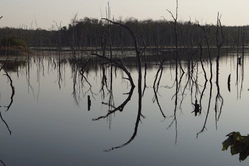 Fotos de stock gratuitas de agua, árboles desnudos, árboles sin hojas