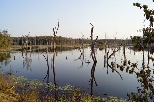 Free Stunning view of leafless trees reflecting on a tranquil lake under a clear sky. Stock Photo