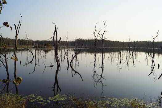 Peaceful lake scene with reflections of leafless trees and clear sky.
